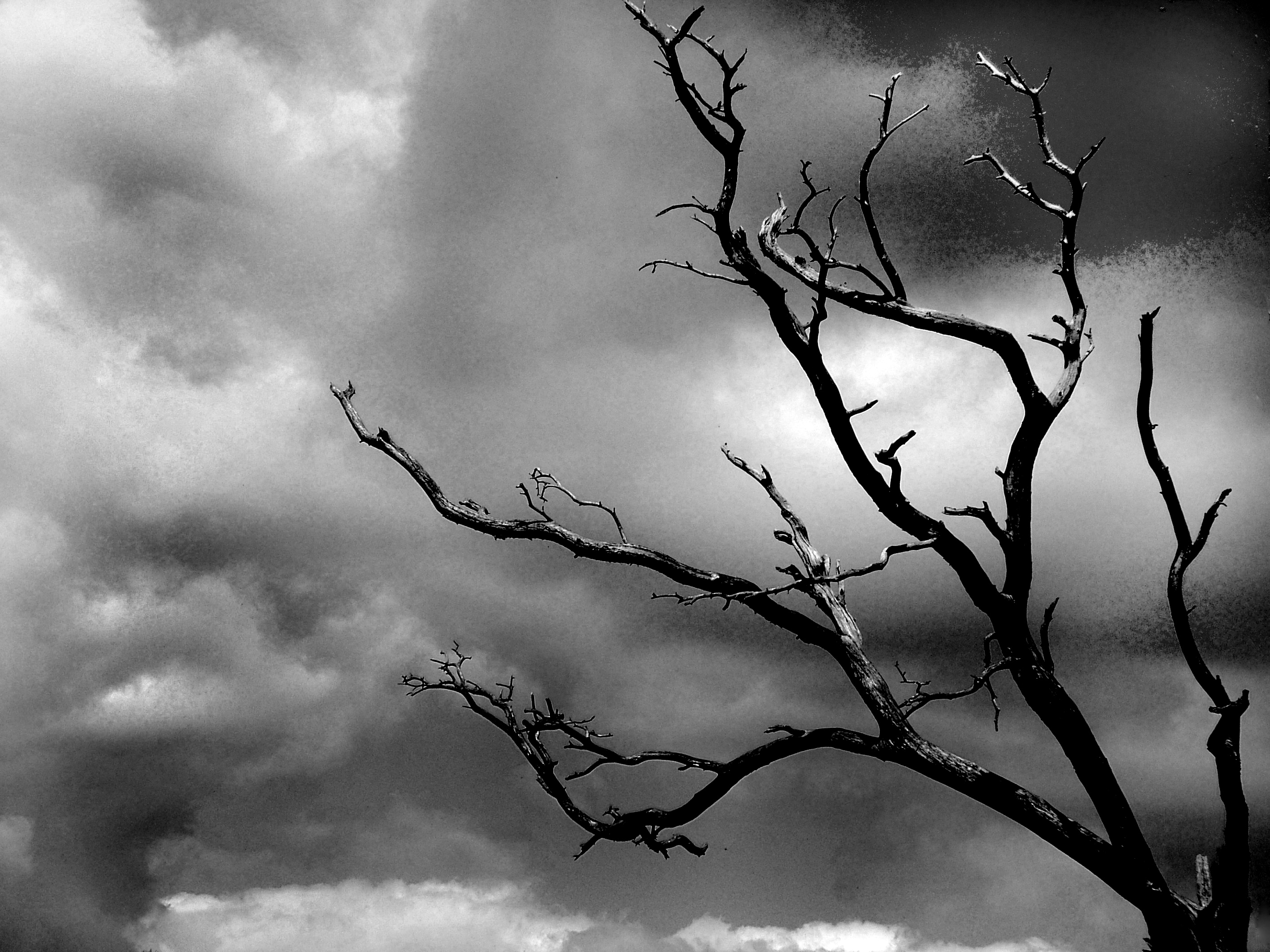 A lone tree bent by the storm